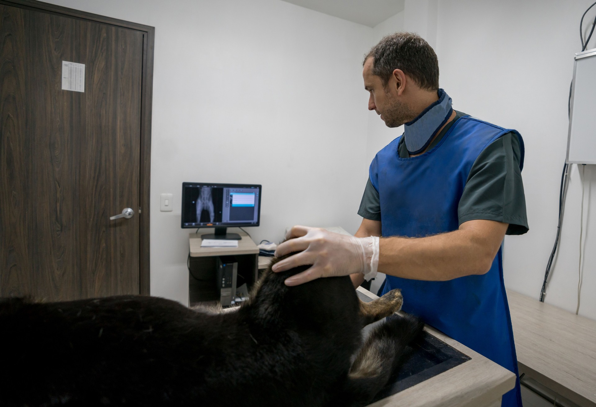 Dog under anesthesia getting an ultrasound or x-ray