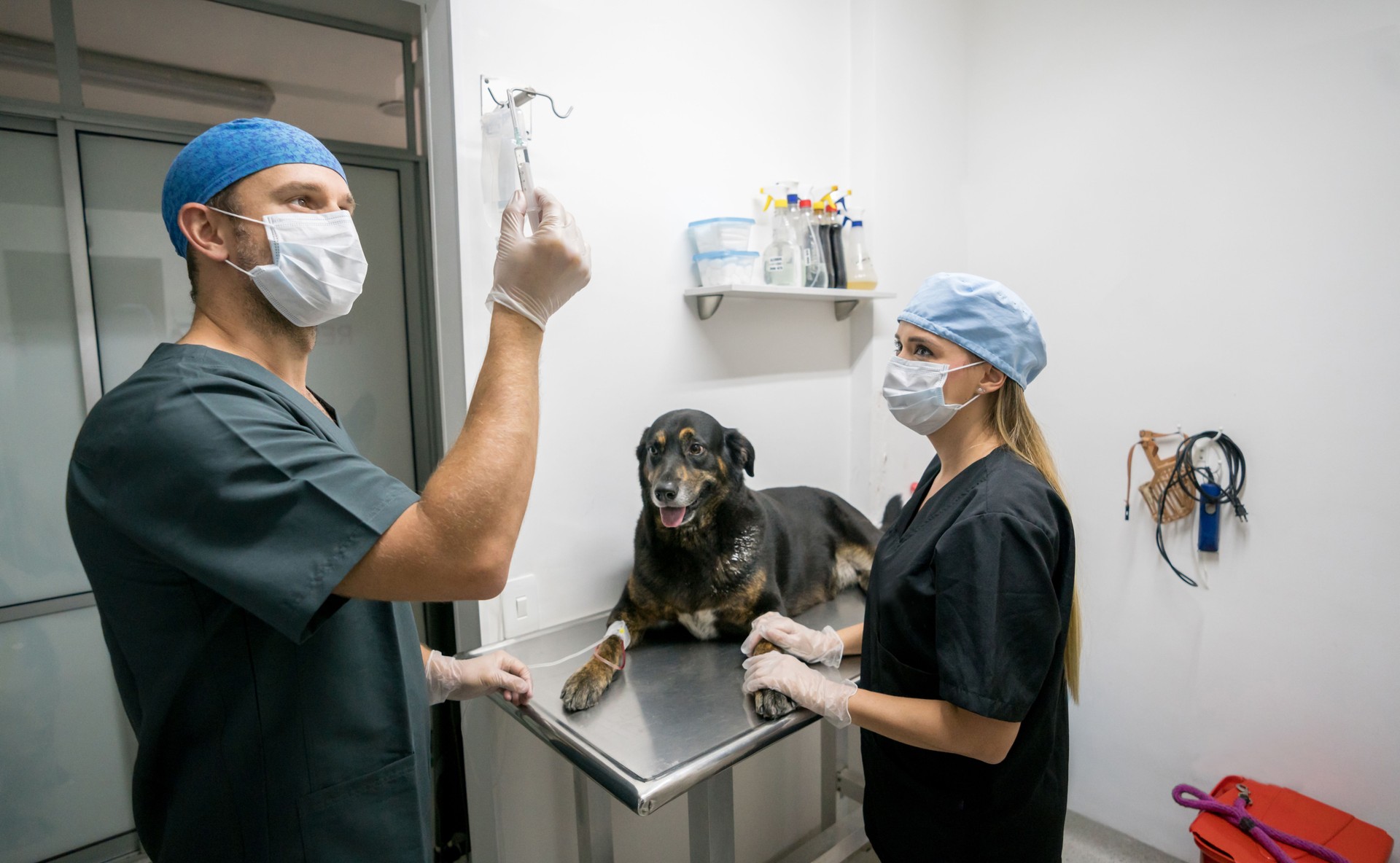 Dog about to get anesthesia at an animal hospital