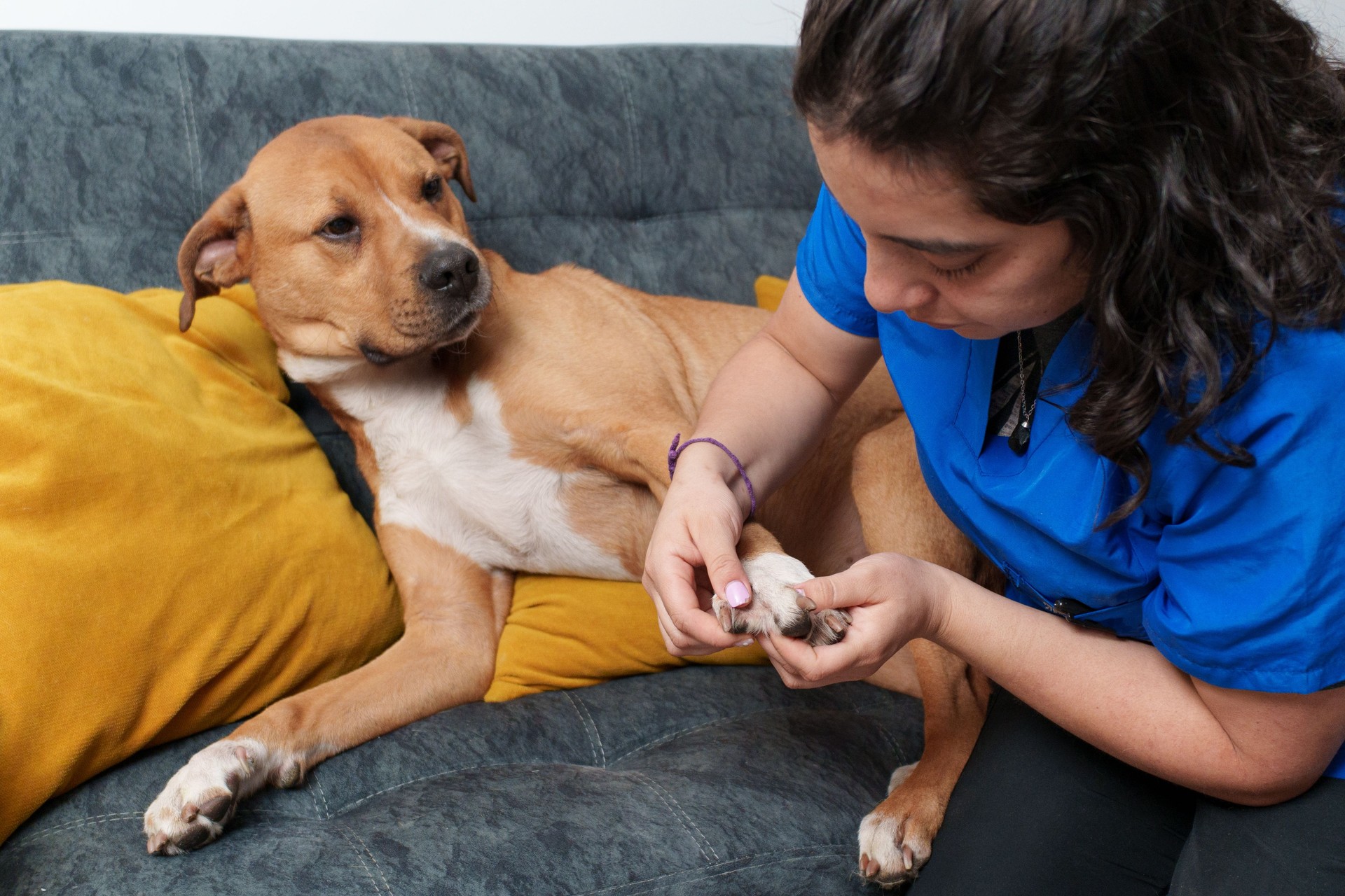 Veterinarian grooming dog nails during home visit